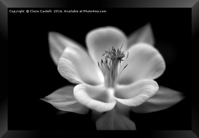 Black and white columbine Framed Print by Claire Castelli