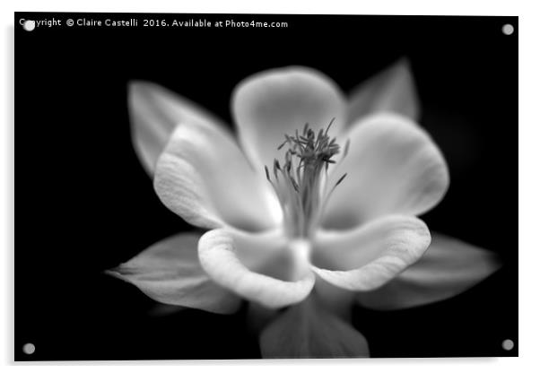 Black and white columbine Acrylic by Claire Castelli