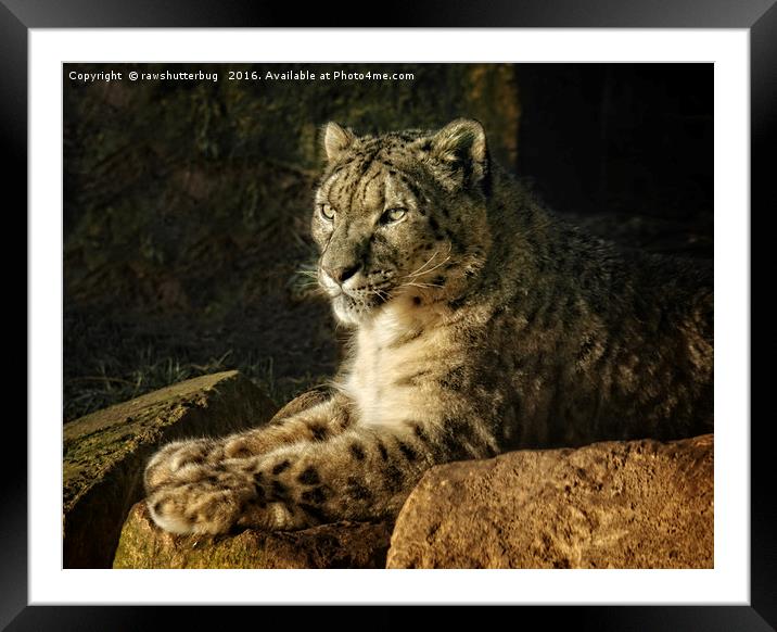 Endangered Snow Leopard Framed Mounted Print by rawshutterbug 
