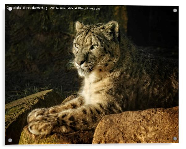 Endangered Snow Leopard Acrylic by rawshutterbug 