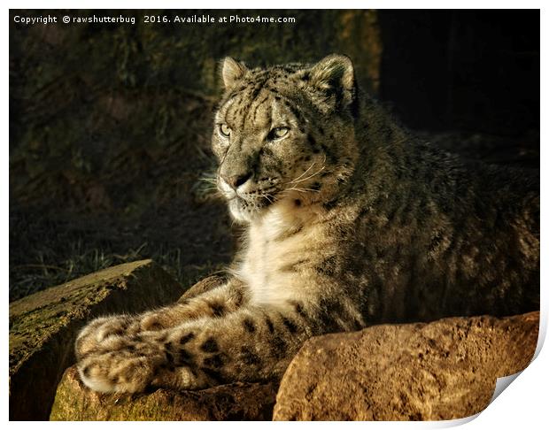 Endangered Snow Leopard Print by rawshutterbug 