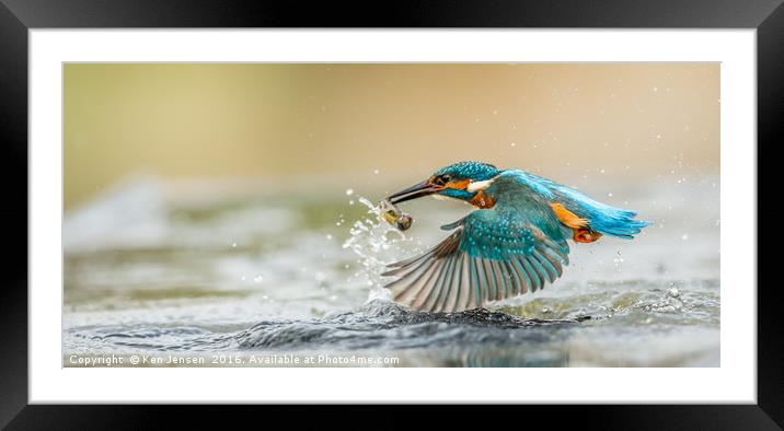 Kingfisher Flight Framed Mounted Print by Ken Jensen
