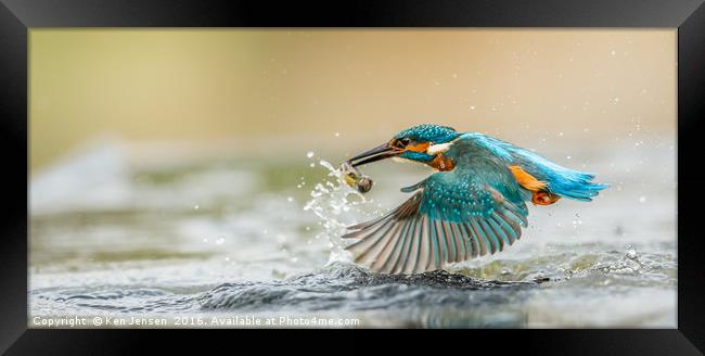 Kingfisher Flight Framed Print by Ken Jensen