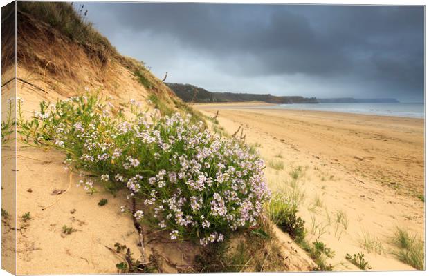 Oxwich Beach Canvas Print by Andrew Ray