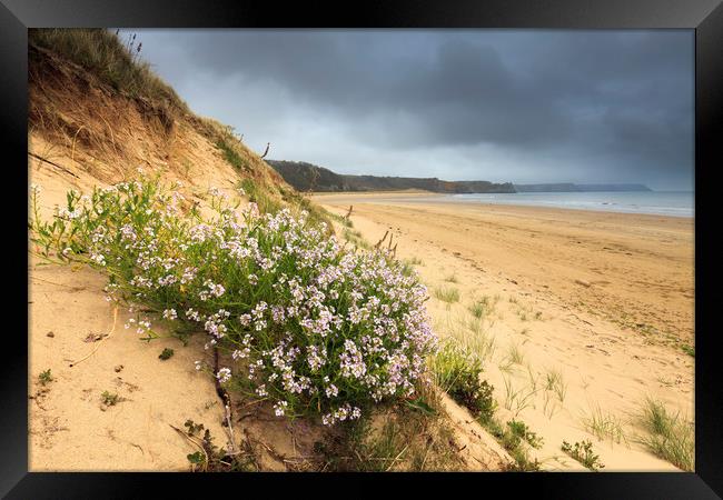 Oxwich Beach Framed Print by Andrew Ray