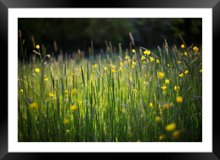 Summer meadow Framed Mounted Print by Andrew Kearton
