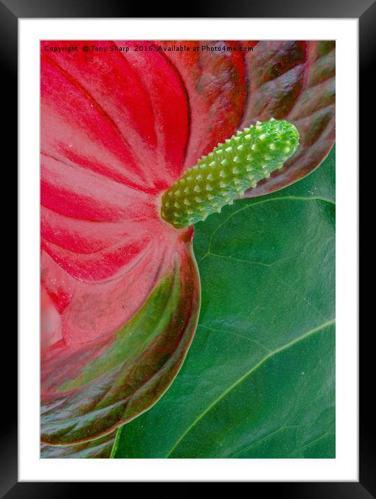 Plant Stamen Framed Mounted Print by Tony Sharp LRPS CPAGB