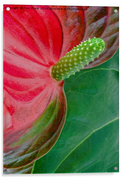 Plant Stamen Acrylic by Tony Sharp LRPS CPAGB