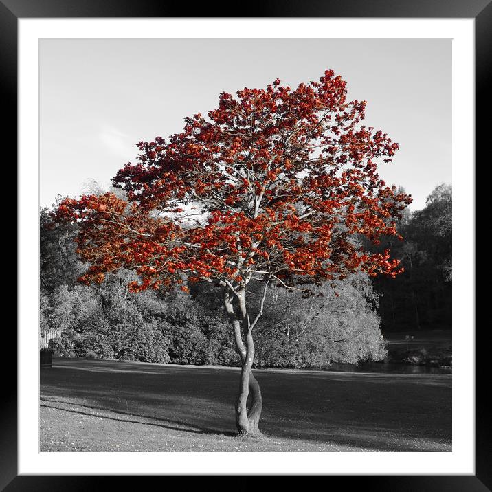 Little tree in Callendar Park, Falkirk. Framed Mounted Print by Tommy Dickson