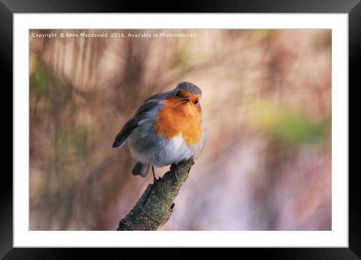 Robin With Attitude Framed Mounted Print by Anne Macdonald