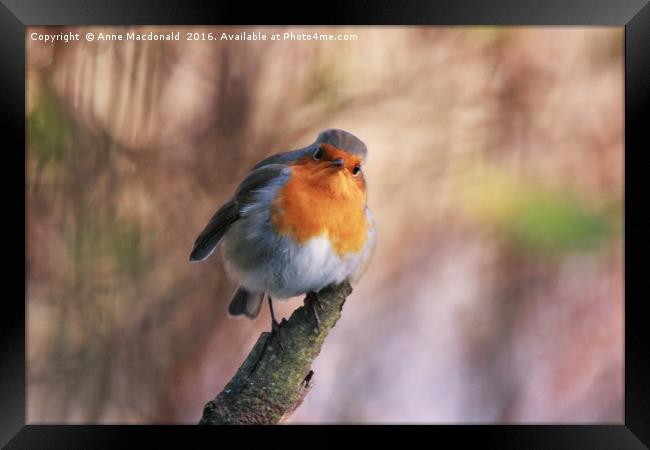 Robin With Attitude Framed Print by Anne Macdonald