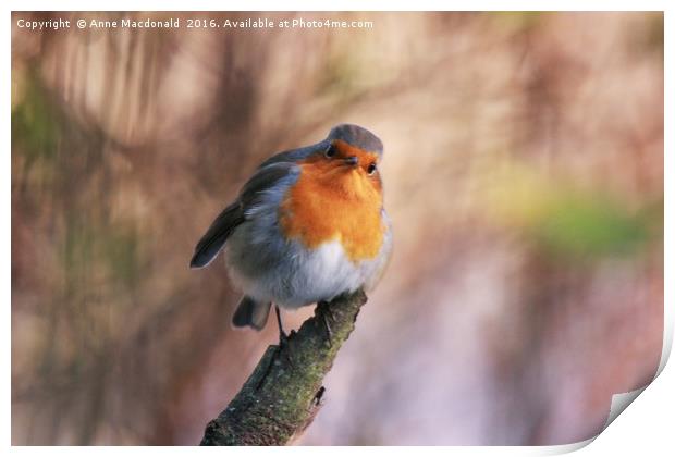 Robin With Attitude Print by Anne Macdonald