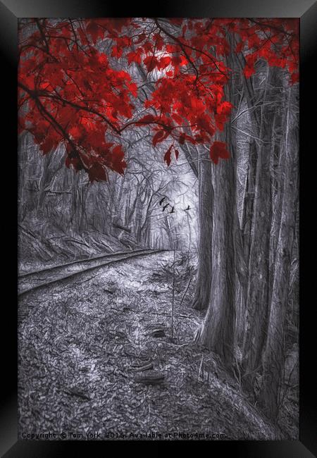 Tracks Through The Forest Framed Print by Tom York