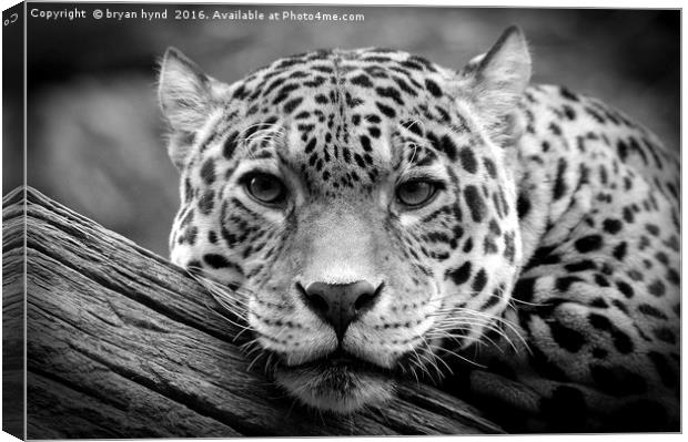 Jaguar Stare Black & White Canvas Print by bryan hynd