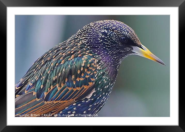 Starling Colours Framed Mounted Print by Mark  F Banks