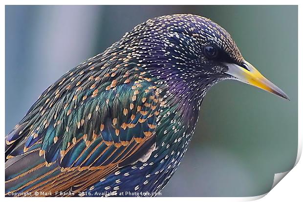 Starling Colours Print by Mark  F Banks
