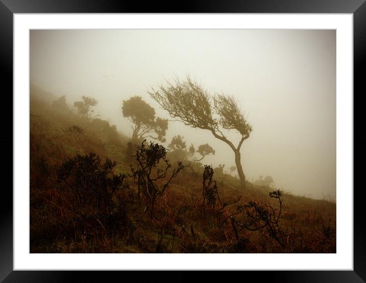 Windswept Framed Mounted Print by graham young