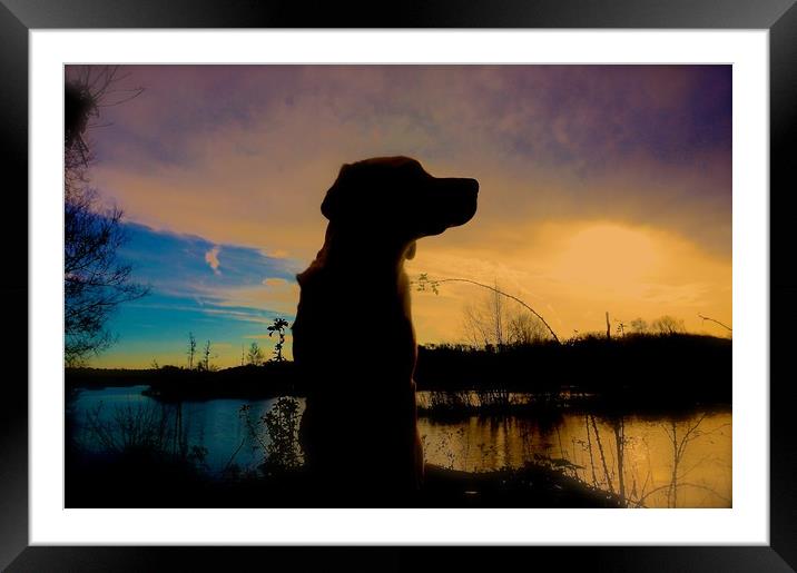  Sunset and Silhouette Labrador Dog                Framed Mounted Print by Sue Bottomley
