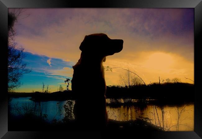  Sunset and Silhouette Labrador Dog                Framed Print by Sue Bottomley