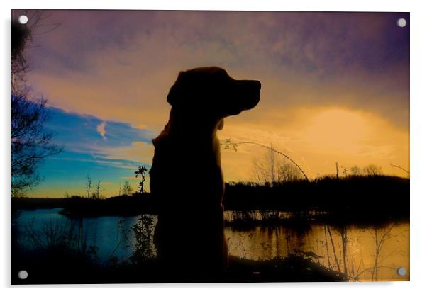  Sunset and Silhouette Labrador Dog                Acrylic by Sue Bottomley
