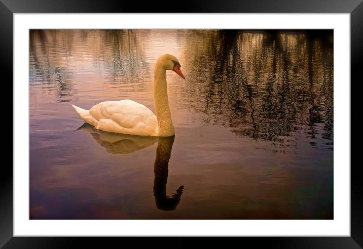 One Swan, sunset on water                          Framed Mounted Print by Sue Bottomley