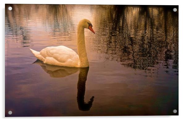 One Swan, sunset on water                          Acrylic by Sue Bottomley