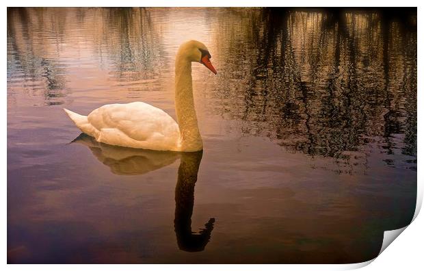 One Swan, sunset on water                          Print by Sue Bottomley