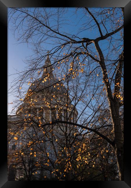 Autumn leaves at St Paul's Cathedral London vertic Framed Print by Gary Eason