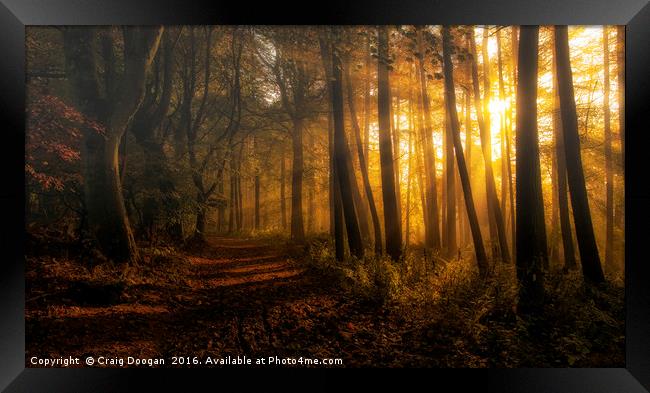 Golden Forest Framed Print by Craig Doogan