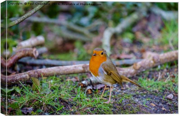 Robin Red Breast Canvas Print by Paul Chambers