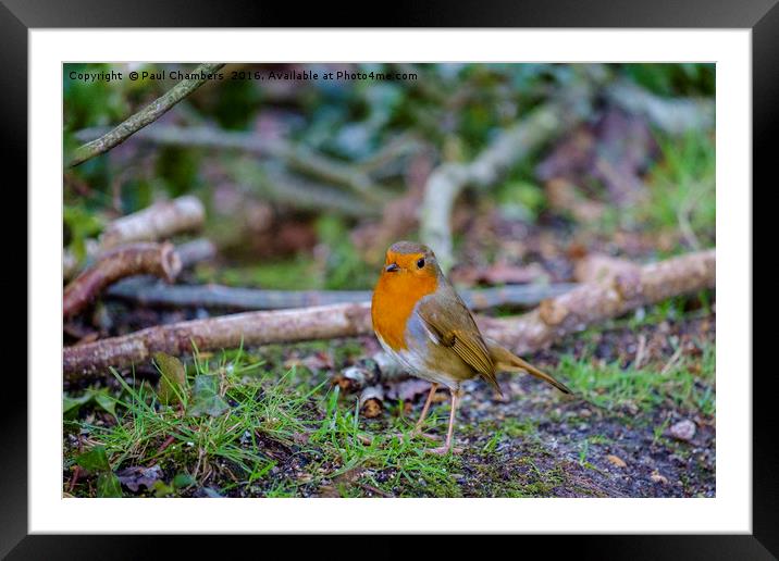 Robin Red Breast Framed Mounted Print by Paul Chambers