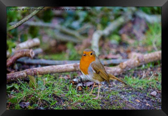 Robin Red Breast Framed Print by Paul Chambers