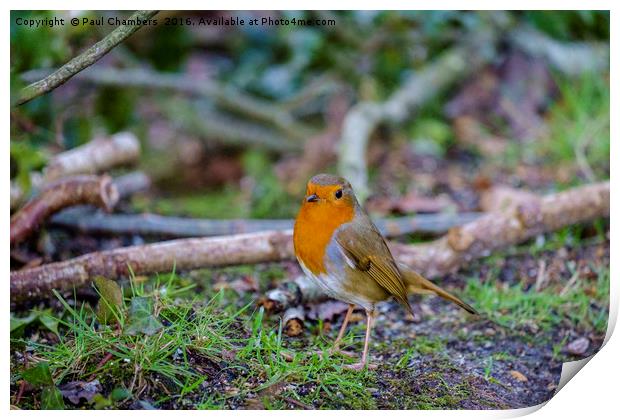 Robin Red Breast Print by Paul Chambers