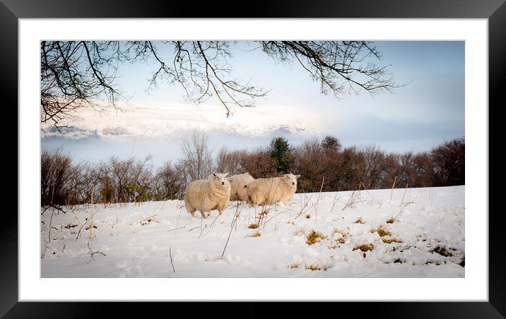 Winter Wool Framed Mounted Print by Richard Downs