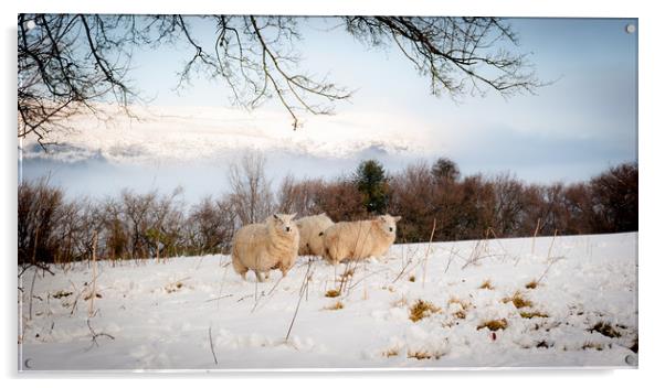 Winter Wool Acrylic by Richard Downs