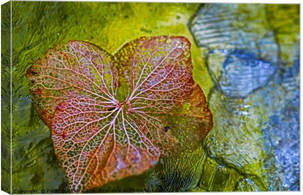 Iced Leaf. Canvas Print by Peter Bunker