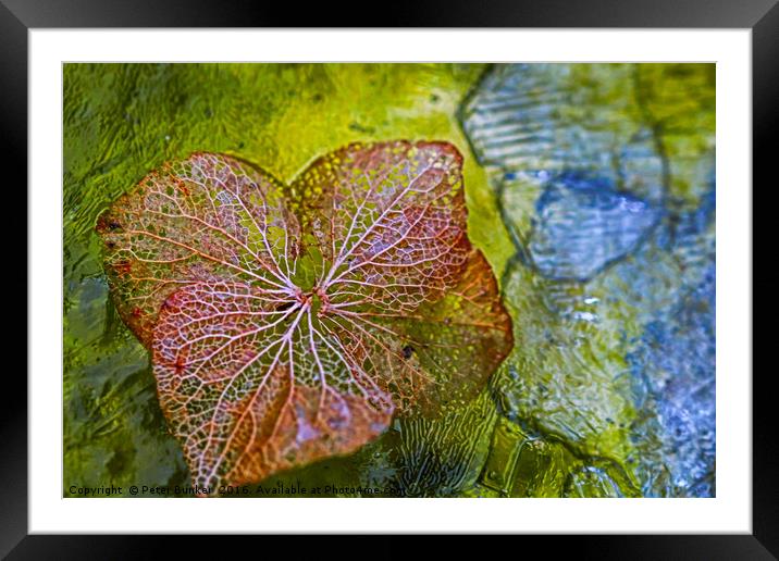 Iced Leaf. Framed Mounted Print by Peter Bunker