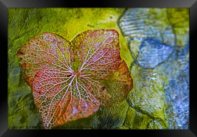Iced Leaf. Framed Print by Peter Bunker