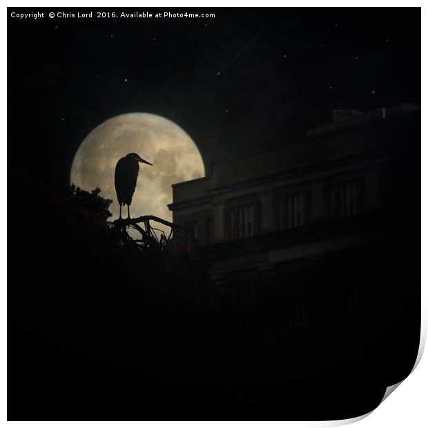Night Of The Heron Print by Chris Lord