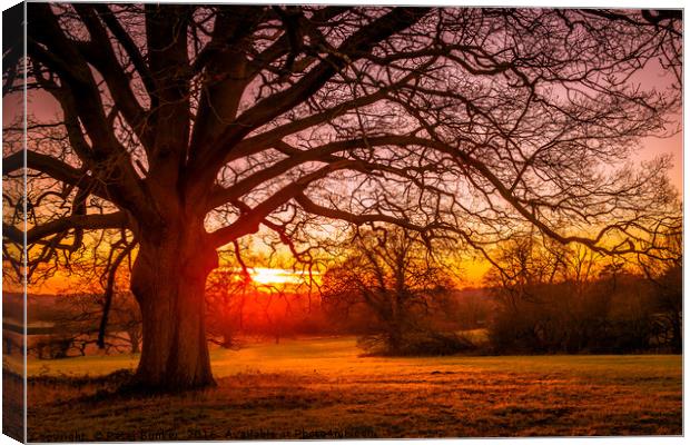 English Oak. Canvas Print by Peter Bunker