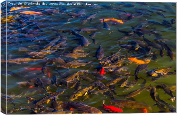Fish in the Black Dragon Lake, Lijiang, China Canvas Print by colin chalkley
