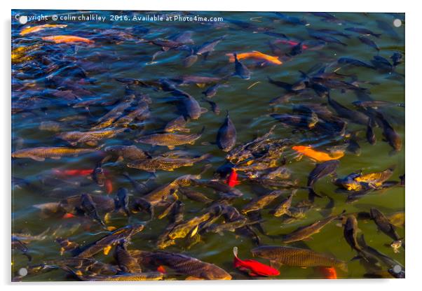 Fish in the Black Dragon Lake, Lijiang, China Acrylic by colin chalkley