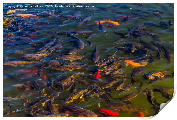 Fish in the Black Dragon Lake, Lijiang, China Print by colin chalkley