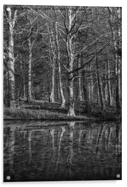Woodland Reflection Acrylic by Tony Sharp LRPS CPAGB