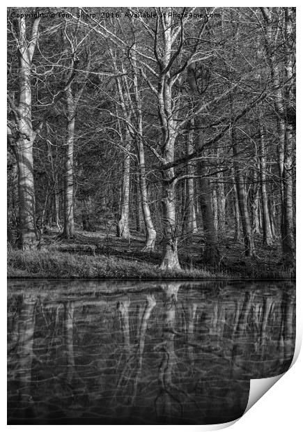 Woodland Reflection Print by Tony Sharp LRPS CPAGB