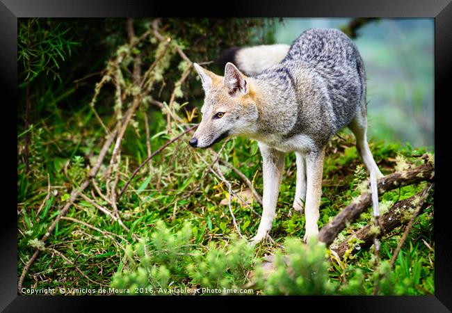 Graxaim (Pseudalopex gymnocercus) Framed Print by Vinicios de Moura