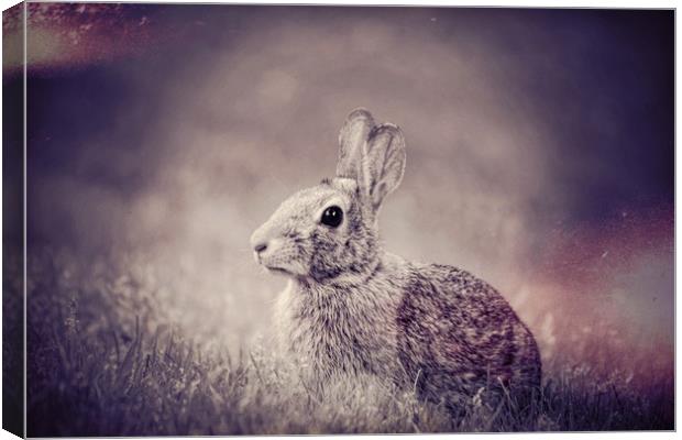 Bunny Dreams Canvas Print by Sarah Ball