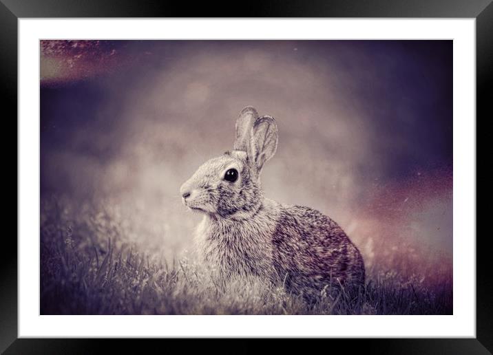 Bunny Dreams Framed Mounted Print by Sarah Ball