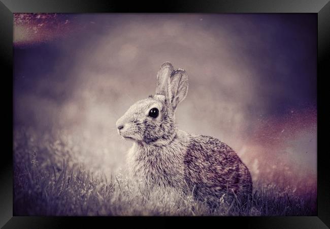 Bunny Dreams Framed Print by Sarah Ball
