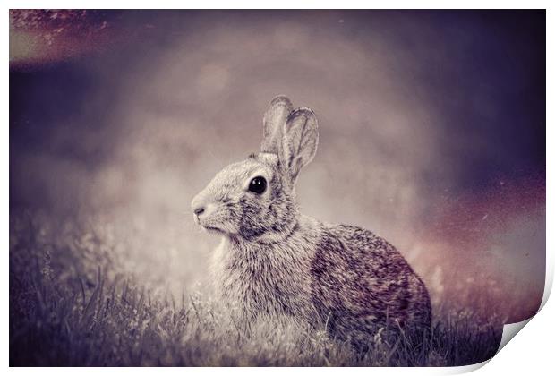 Bunny Dreams Print by Sarah Ball
